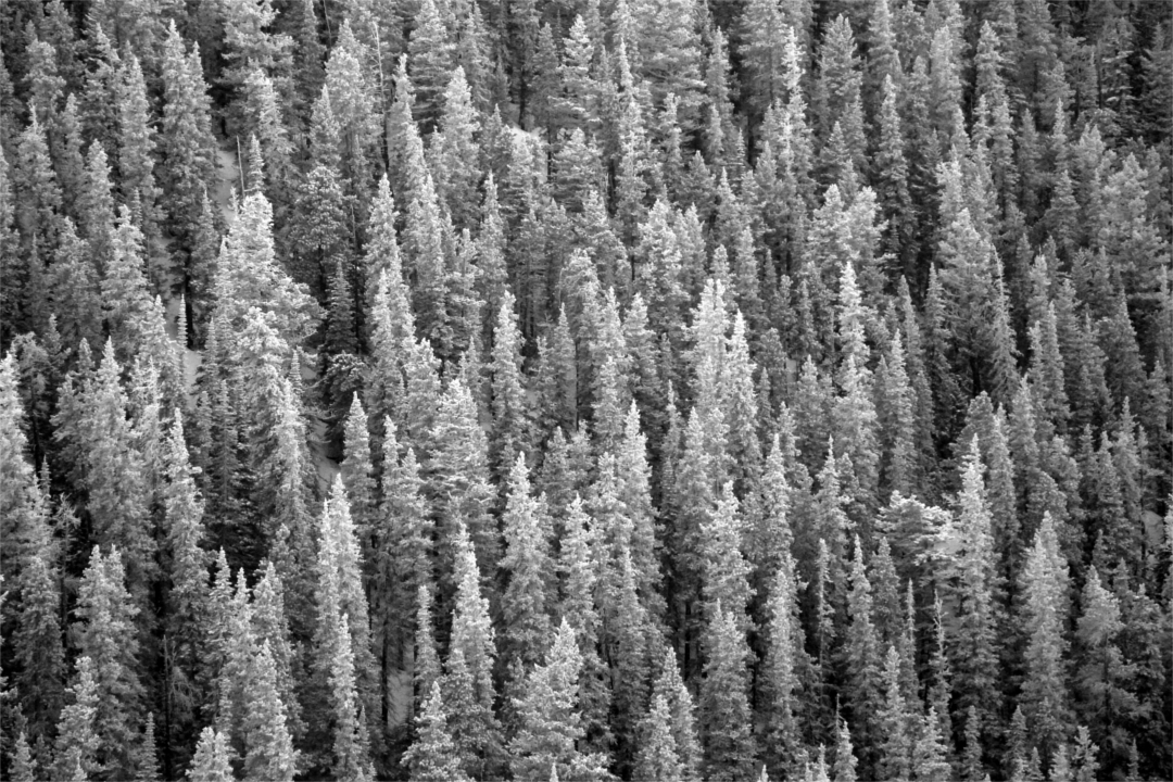 Snow-covered forests of Kananaskis Country, AB, Canada